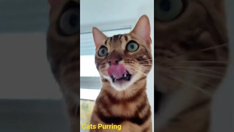 🤪Cute Cats Purring 🐈 The best sound ever🤪