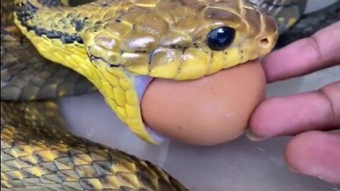 Snake technique to eat a whole egg