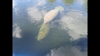 Preserve & Protect Florida Manatee