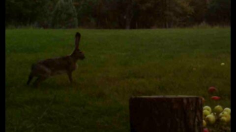 Jackrabbit Explores Meadow!