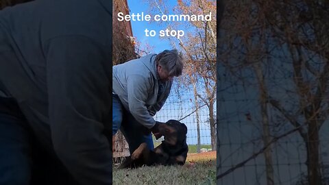 Rottweiler Handplay #rottweilerworld #rottielove #shorts #rottweilerdog #rottweiler