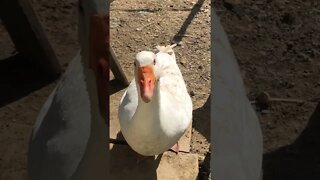 Edwin the attack goose visits me 💕