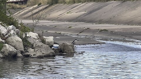 Black-Crowned Night-Heron