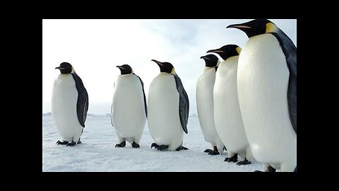 Hilarious Penguin Videos That Will Make Your Day