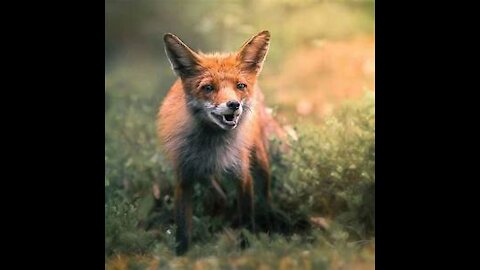 Fox facts: the quick, sly fox | Animal Fact Files