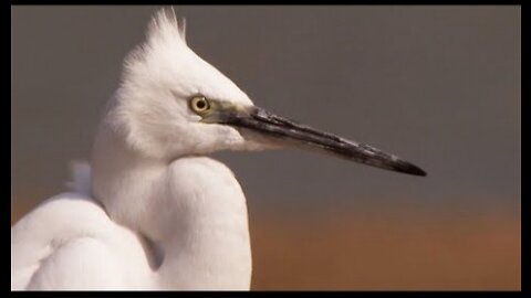 An Indian Paradise for Birds - Ganges