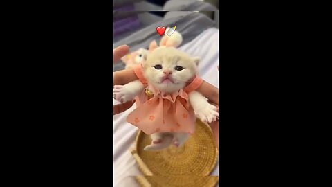 So Cute Kitten 🥹😍♥️ #cat #lovecat #cat #catvideo #Catlover #princesscat #cutecat #kitten