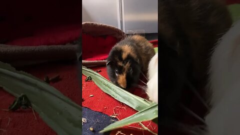 Guinea pigs Pepper & Fergus sharing their leave