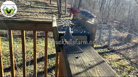 Awesome birds at the feeder