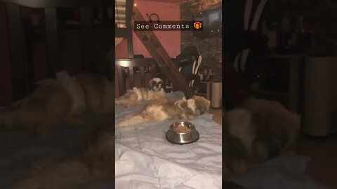 Shih Tzu Cute Puppies Hanging out on my bed