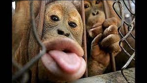 Funny animals monkey cute cute 2023 AWWWW