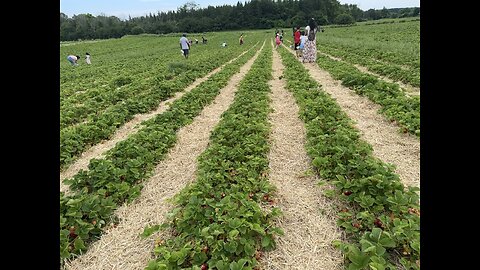 Strawberry picking in Oshawa