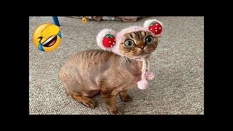 Funniest Cat Videos Ever!