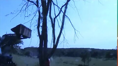 Dropping BIG dead tree in Pasture before Tree falls on Cows... Camera man stops before the Fall!