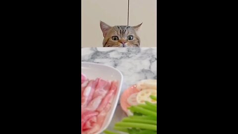 cat eating meat