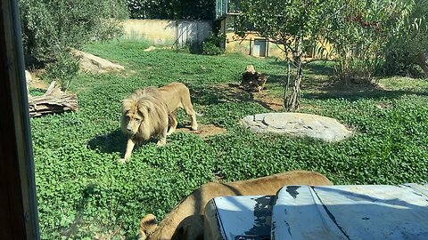 Lion ready to roar ,in Attika Zoo ,Greece