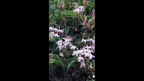 Hummingbird Moth getting some Jasmine this morning 🌄