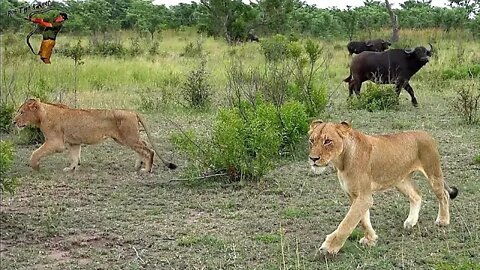 Mangheni Lion Pride Failed Buffalo Stalking (The Other Mapogo Daughters, Part 4)