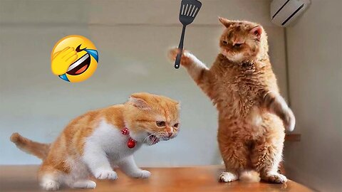 Funny moments of cats and dogs🤣🤣🐈🐕very good