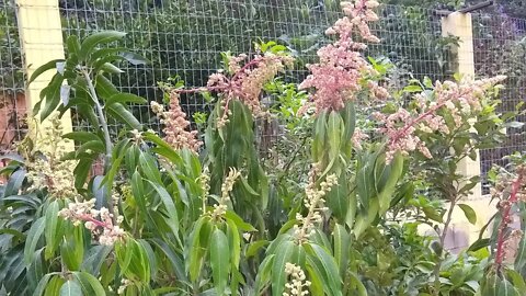 frutíferas produzindo em vaso manga bourbon ubá rosa bacupari biribá Cambuci fruta do milagre cajá