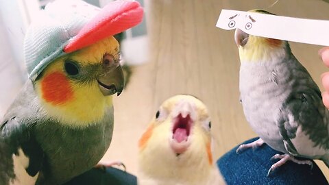 Funny and cute parrots ◈ try not to laugh.◈🐦👍