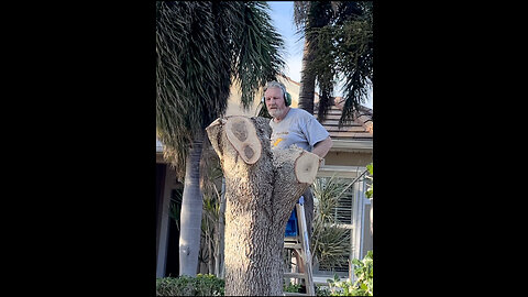 Live Oak Tree Removal Cape Coral Florida