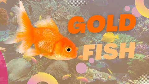 Gold fish|| Fish breads || Aquarium|| nature video