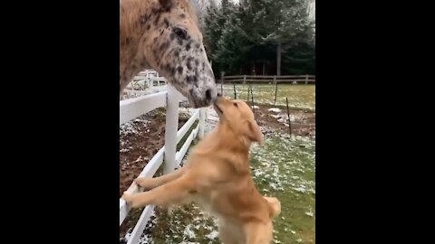 Tiniest Mini Horse Grows Up In A House Full Of Dogs | The Dodo Little But Fierce