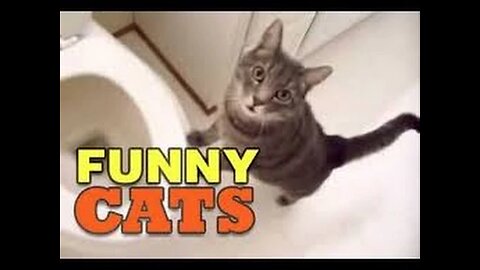 funny cats compilation most see funny cat videos (2015)