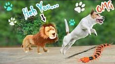 Lion Vs Dog Prank