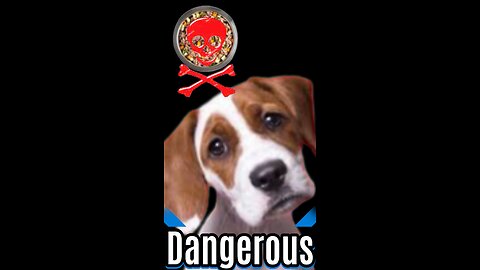 4 Food Dangers EVERY Dog Owner Must Know: Canine Cuisine Caution