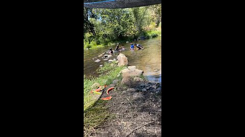 Dogs enjoy swimming with family