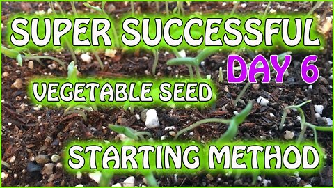 Saturday Projects™.com | 2020 Gardening - 3 | New seed starting method after approx 7 days.