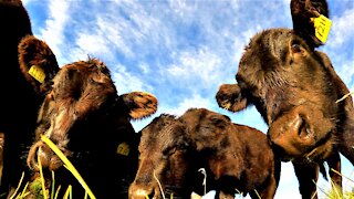 Calves have an adorably curious reaction to a Gopro left in the grass