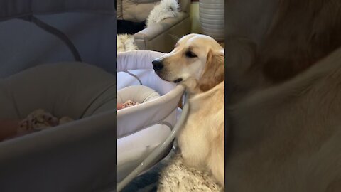 How Dog protect the Baby