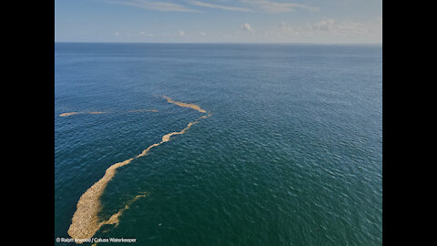 Red tide levels high in some locations in Southwest Florida, but could it get worse?