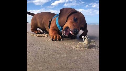 "Hot Moments With Dogs: When They Play With Crabs".