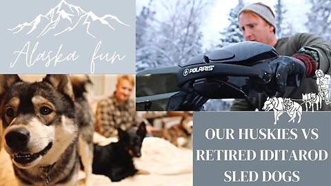 The Real Alaskan Husky | Retired Iditarod Racers | Our Newest Addition (**Not baby**)