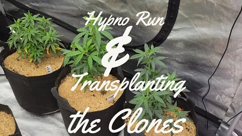 Hypno Run And Transplanting the Clones