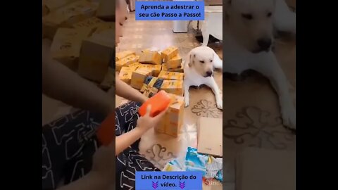 🤣 Vídeos Engraçados de CÃES 😂🐶 PARTE 2 #shorts