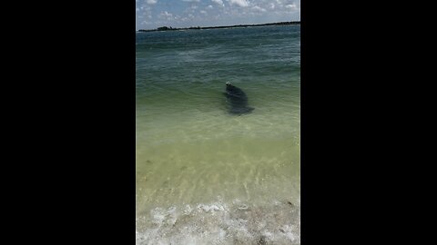 Incredible Baby Manatee Walks With Me! | 4K