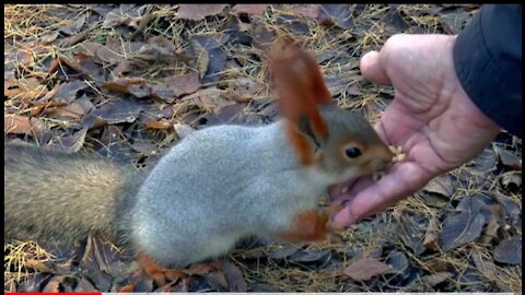 Human feeding the little squirrel