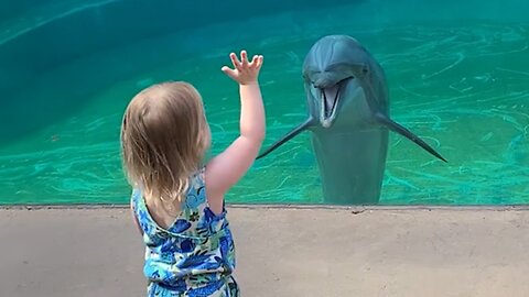 Baby Dolphin Saying Hello to Little Girl 🤣 Funny Animal 2024