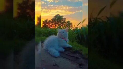 Funny Cats - cute and Funny Cats Reaction Videos Compilation #6 | Pets and Wild