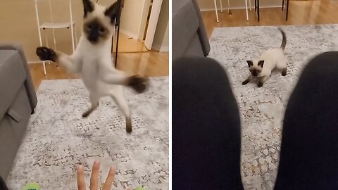 Owner Enjoys Playful Bonding With Her Siamese Kitten