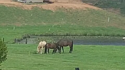 The horses at the beginning of a downpour with some thunder Part II - much closer together