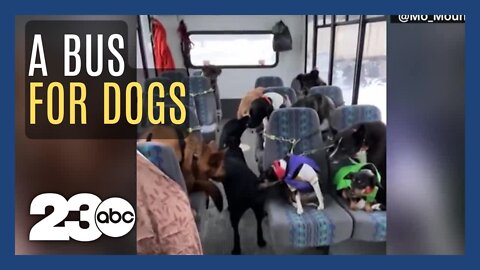 All aboard the Doggie Bus!