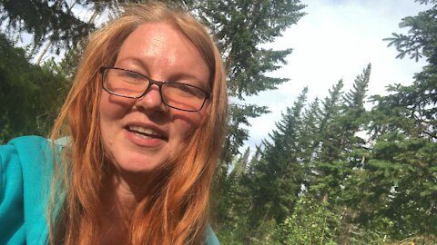 Picking alpine blueberries at bridge lake