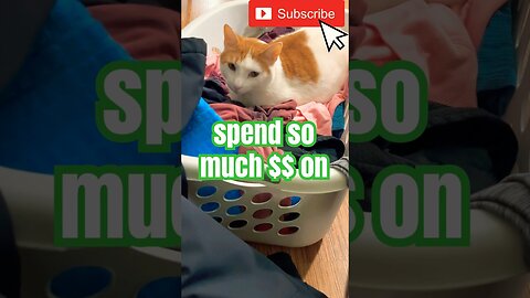 Cute kitty videos