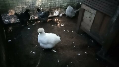 A couple of Silkie hens 18th June 2021